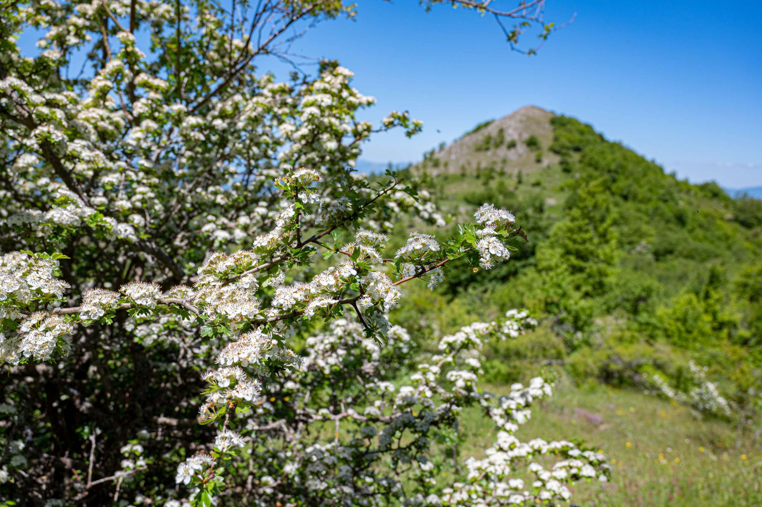 Confine Sasso di Castalda – Tito