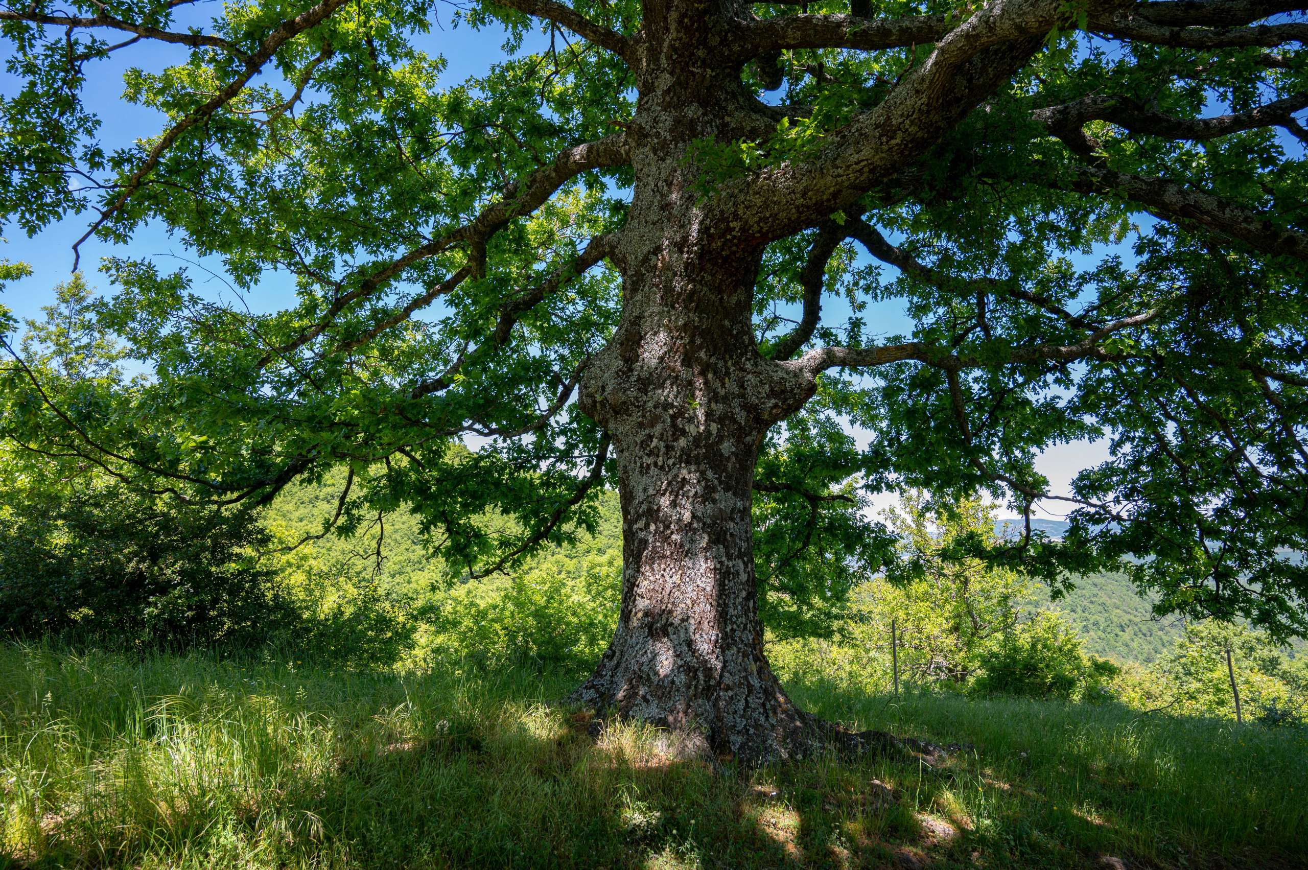 Quercia secolare